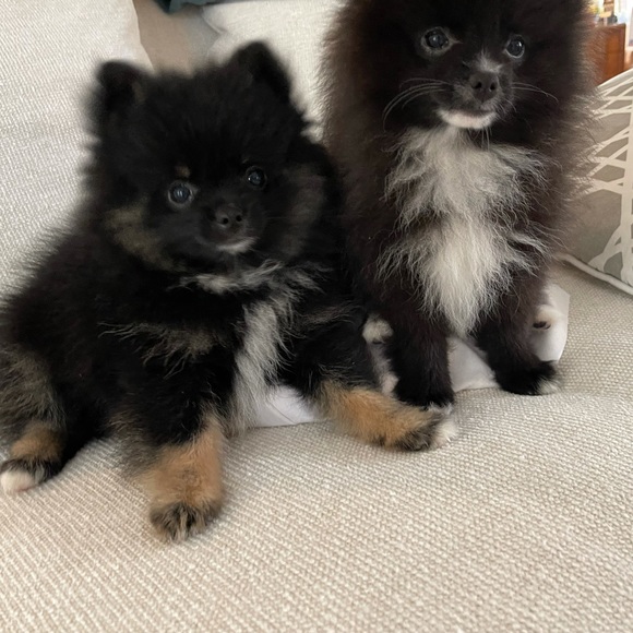 Meet your Posher, theQueenAnt - Picture 5 of 7